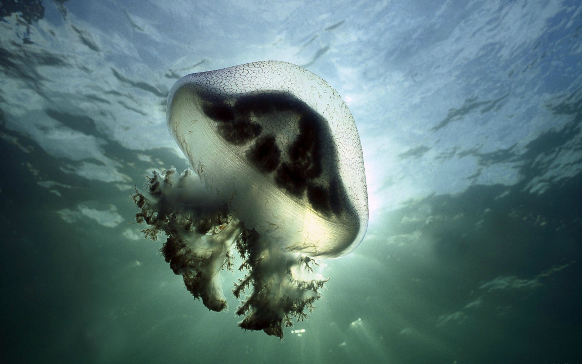 1920 x 1080 HD Wallpapers 1471